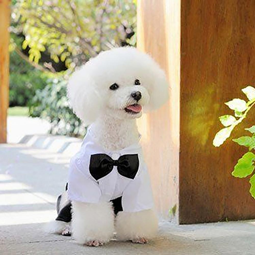 Setelan dasi kupu-kupu anjing  - Summer Dog Clothing ulasan dan harga